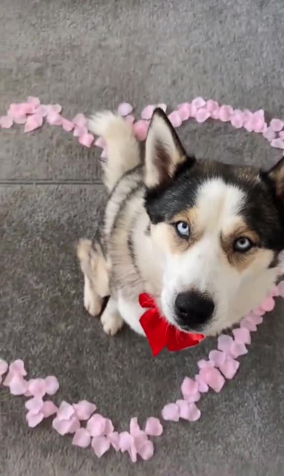 Woof you be mine?🥺