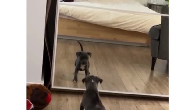 Dog reaction after seeing her reflection