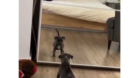 Dog reaction after seeing her reflection