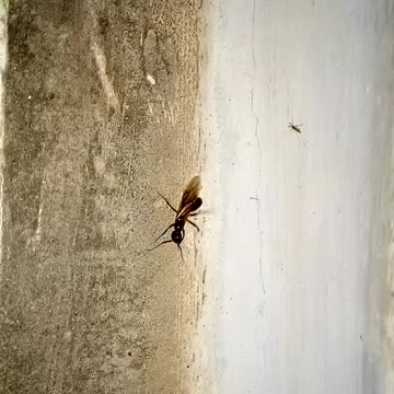 The fast Moving Ant