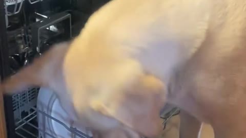BUDDY CLEANS THE DISHES - LABRADOR RETRIEVER - BUDDY #6 VIDEO!