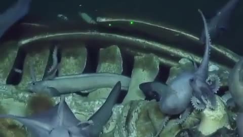 in the deep blue sea