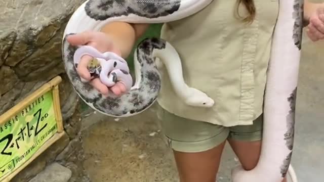 lizard lizard