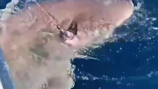 This is a beautiful and charming water-dwelling species