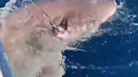 This is a beautiful and charming water-dwelling species