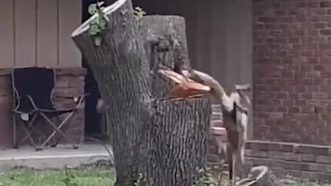 Fox playing with squirrel