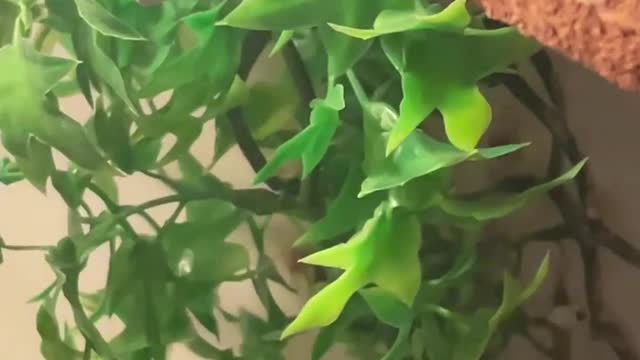 Green Snake