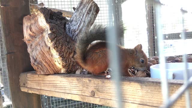 Squirrel nibbles nuts