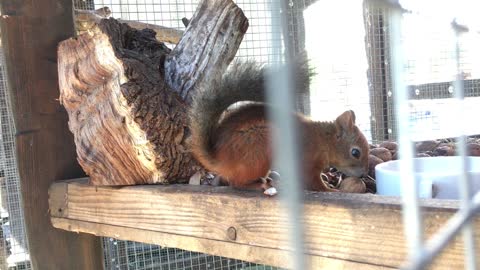 Squirrel nibbles nuts