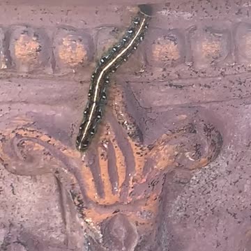 Relaxing Caterpillar and Bird Sounds