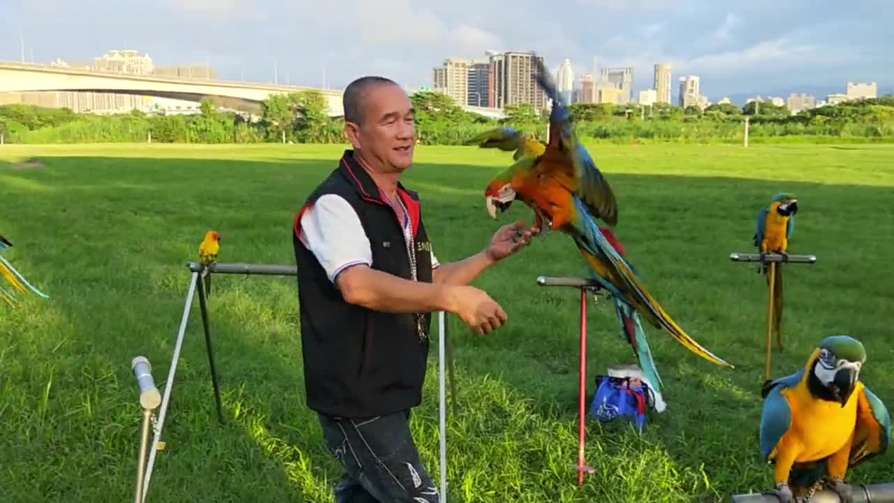 Parrot flying with hand