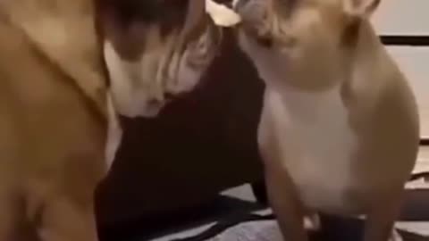 Cute animals videos