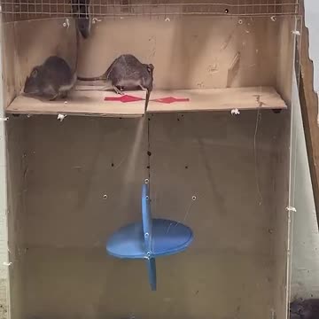 I m very sad for mouses.