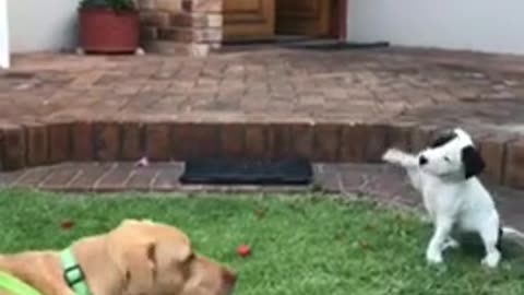 Precious little puppy meets bigger doggy for the first time