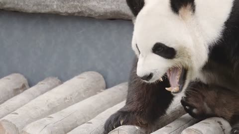 Closeup shot of a cute Panda Bear 2 _ Free Stock Footage - No Copyright _ Animal videos