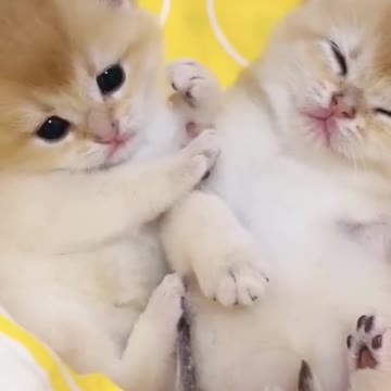 😍💓😍💓😍💓😍💓😍💓😍💓😍💓😍💓😍💓 #cats #shorts