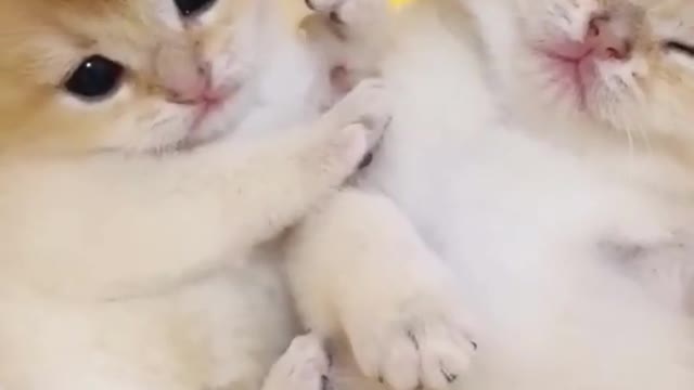 😍💓😍💓😍💓😍💓😍💓😍💓😍💓😍💓😍💓 #cats #shorts