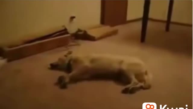 Watch and you will not regret the dog dreams that he is chasing a rabbit