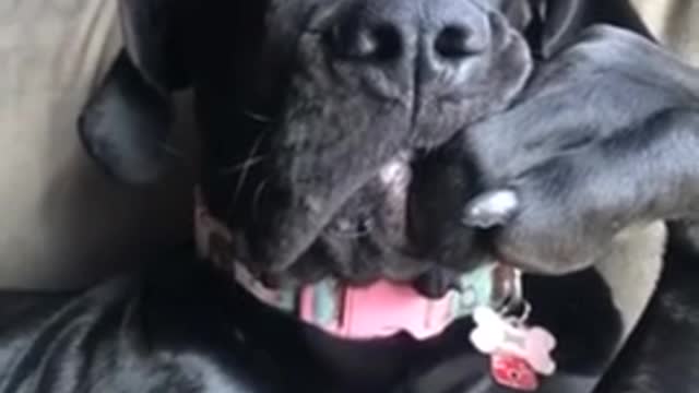 Hilarious doggy