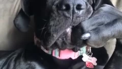 Hilarious doggy