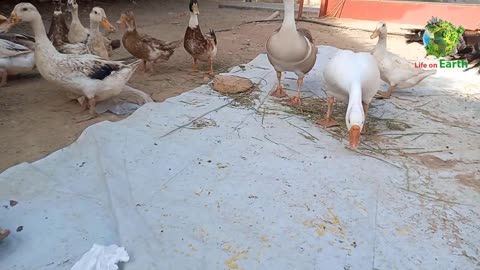 Feeding some lovely birds and animals | life on earth