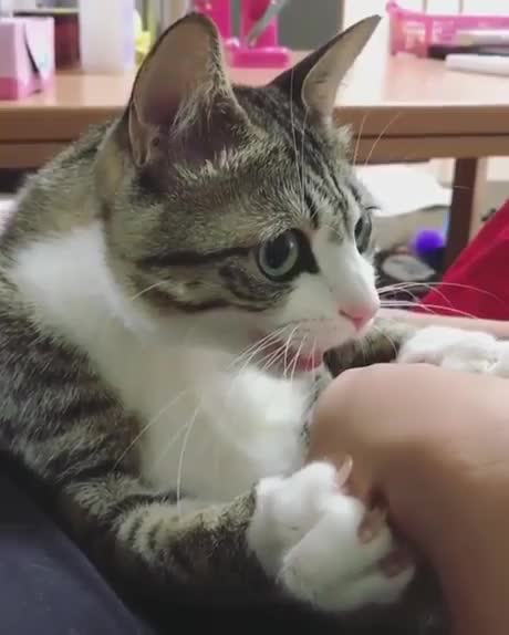 A cat doing the mannequin challenge!!