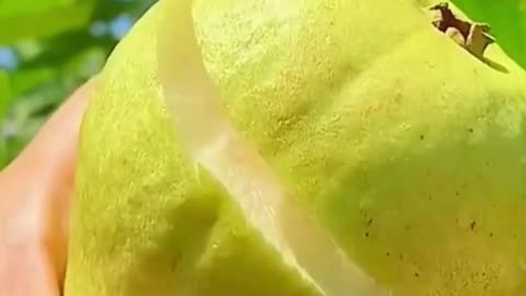 Amrud Khane Ke 3 Behtreen Fayde #viral #like #follow #trending #short