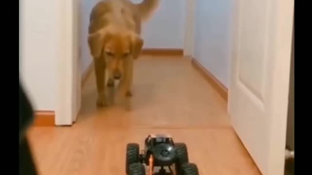 Dog being scared of a toy car🤣