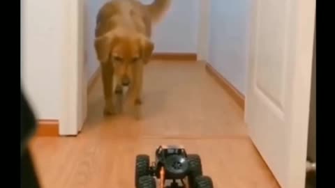 Dog being scared of a toy car🤣