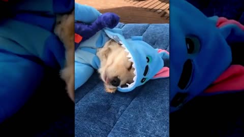 Sleepy puppies cant get up! Cute | Puppy | Dog Compilation
