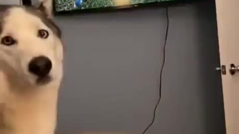 Disturbing CAT - Dog get scared 🤣 Funny Dogs Reaction - try not to laugh