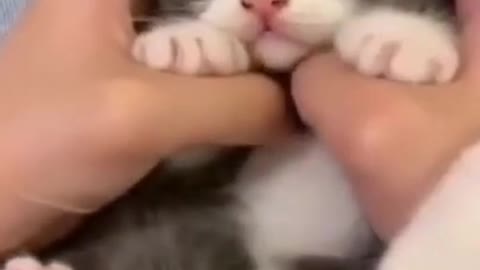 funny cutie cats 2021