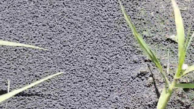 Peculiar Black Pool Wiggles