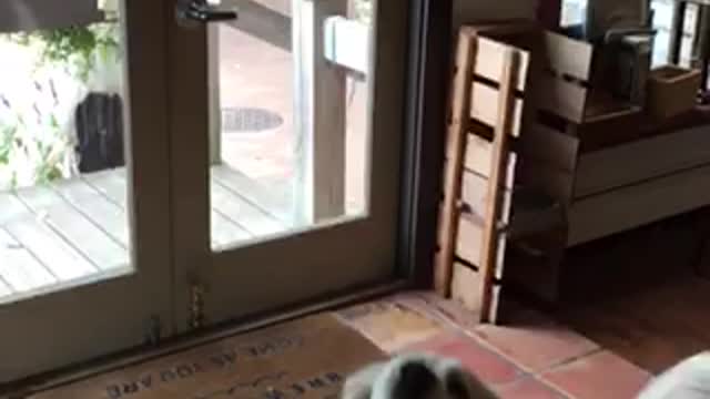 White dog trying to catch ball in slo mo