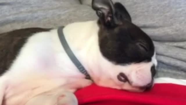 Black and white french bulldog sleeping on owner woken up