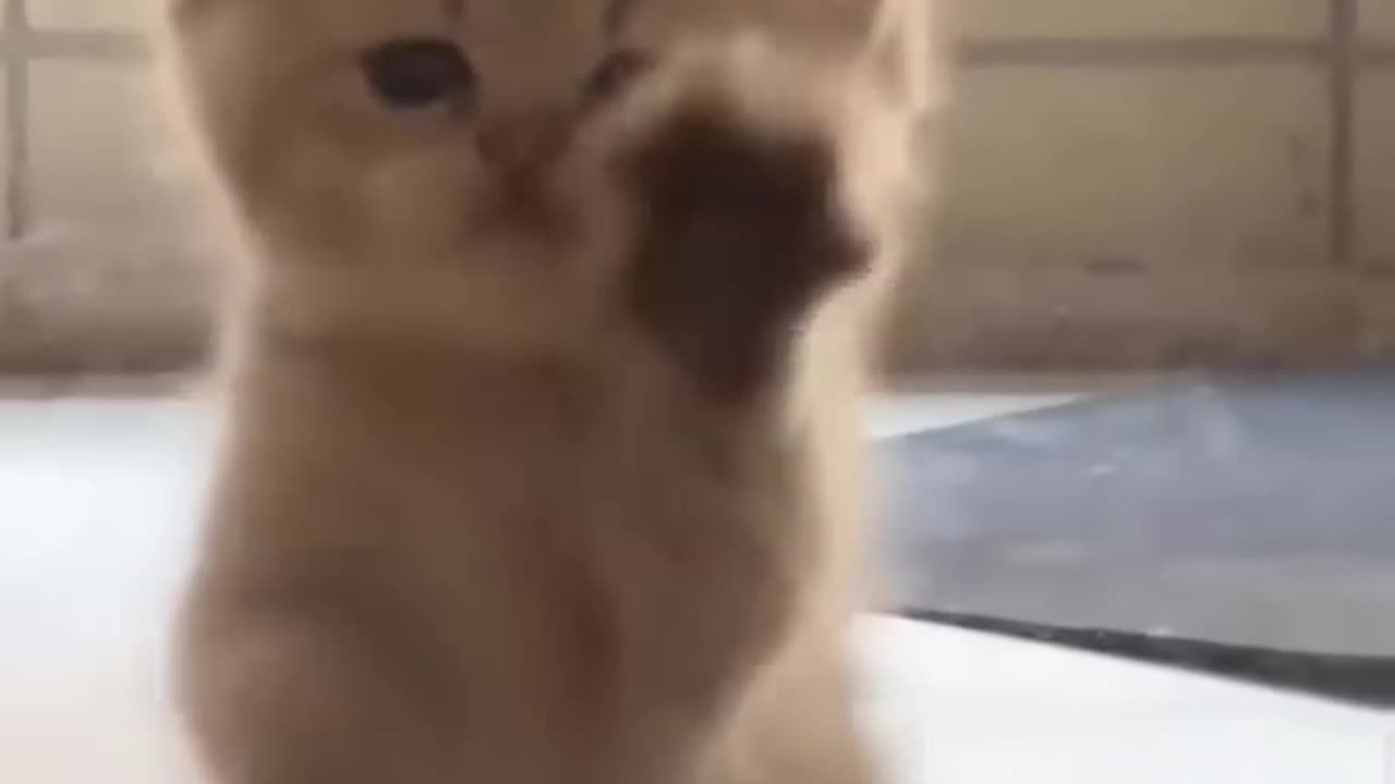 THE CAT PLAYS