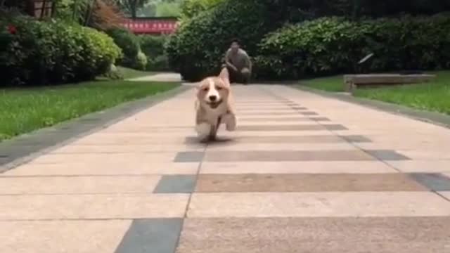 dog funny #shorts 2022🐕🐕🐕🐕🐕🐕🐕🐕