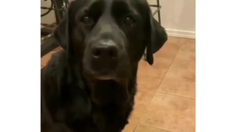 Dog video