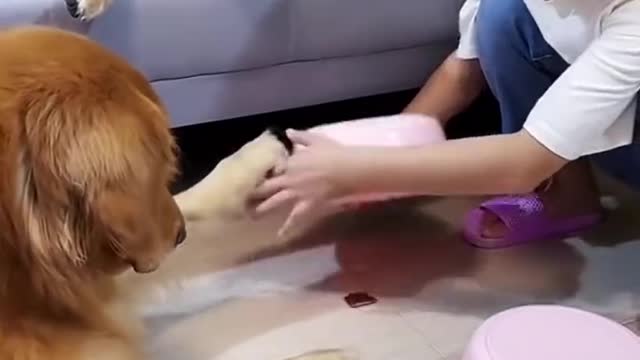 Funny cats and dogs 2