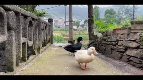 duckling looking for mother