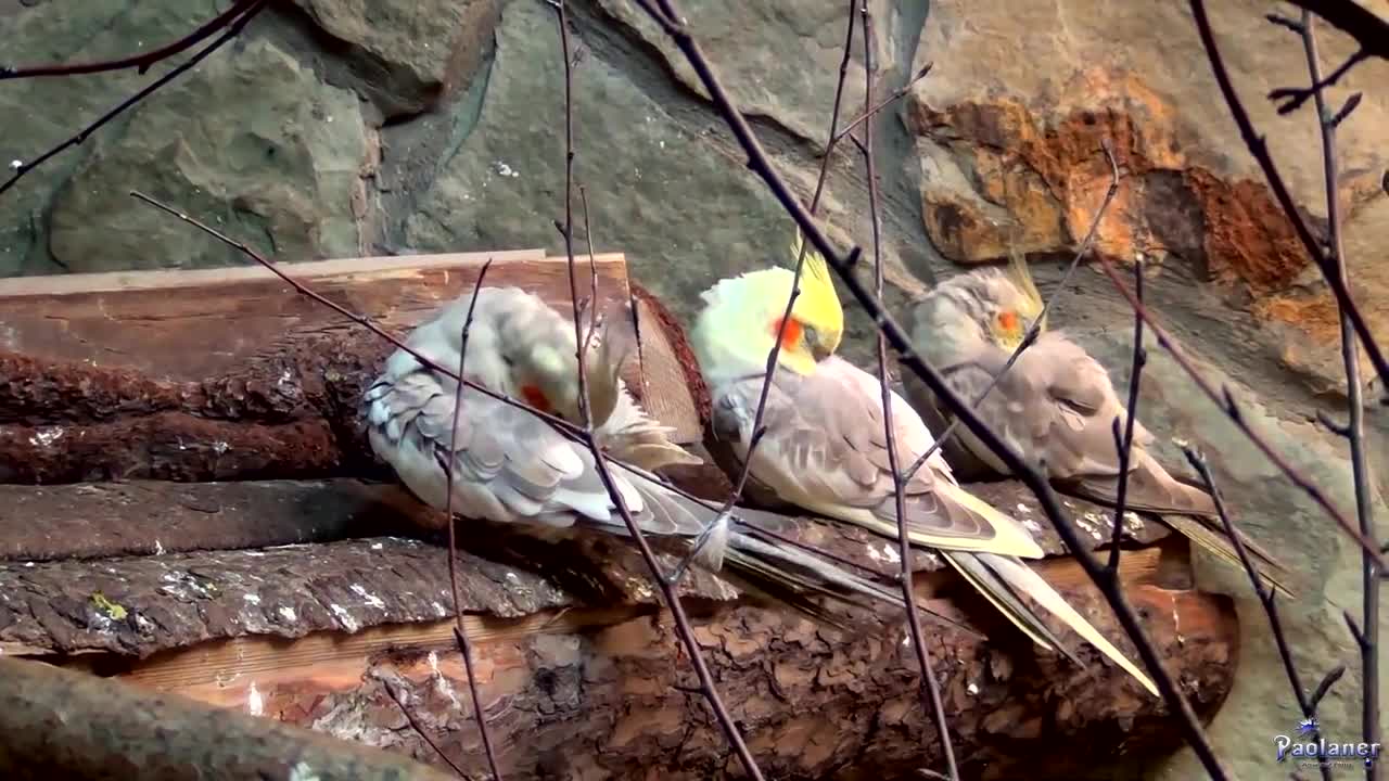 Beautiful Lovebird - Budgies and Cockatiel Birds Playing