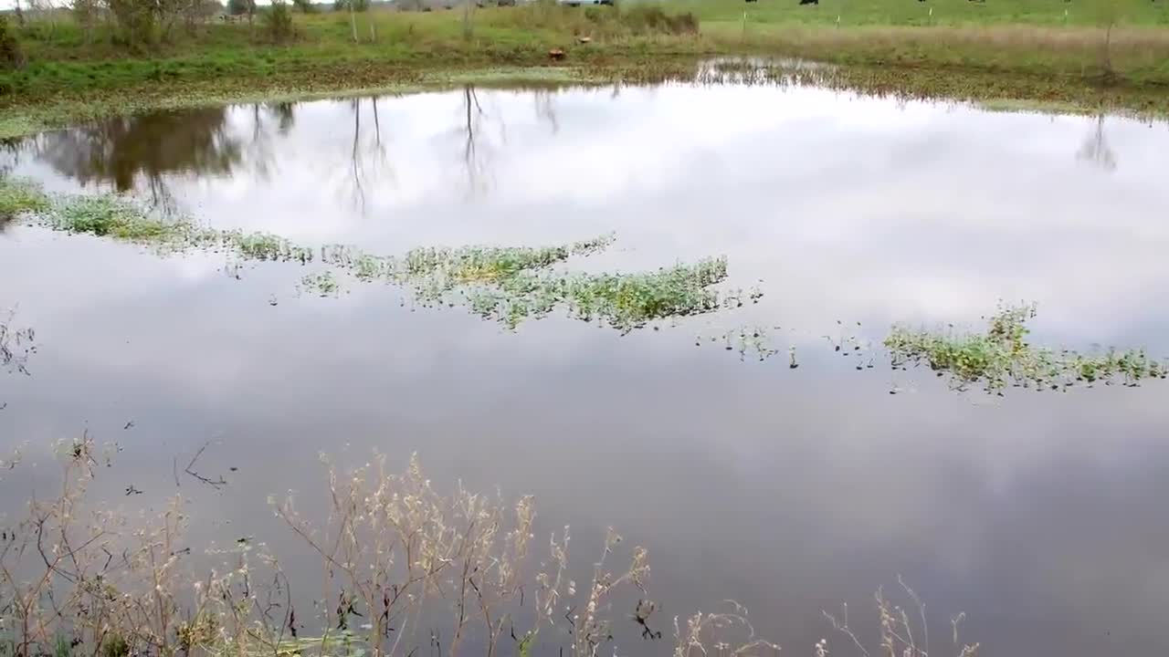 Stocking Pet Bass into the New Pond!