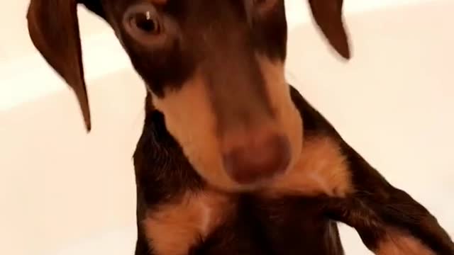 Music brown dog sitting up in bathtub