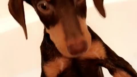 Music brown dog sitting up in bathtub