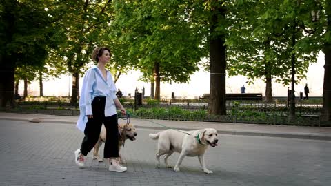 Young stylish hipster girl walking with two retriever dogs in city center park