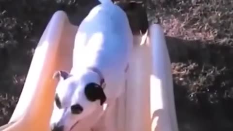 Funniest Animals Try Not To Laugh Funny Domestic And Wild Animals Life