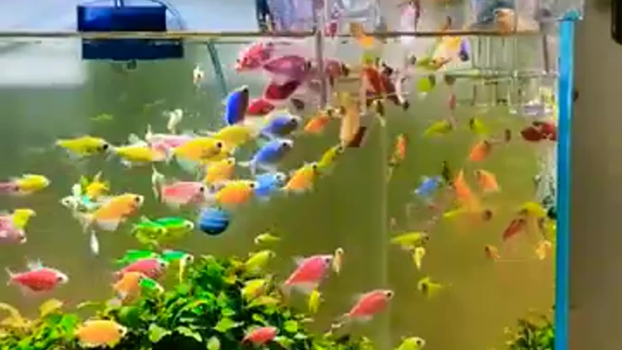 Fish aquarium