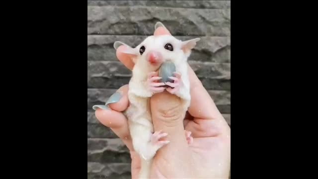 Cute flying rat