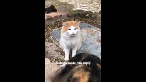 Viral videos of funny cats 😂😂😹