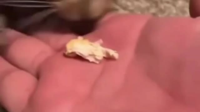 NOM NOM NOM sound on 🔊🔊